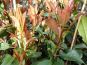 photinia red robin rote glanzmispel dichter wuchs