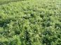 potentilla mandshurica beet