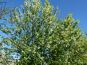 prunus padus wuchs