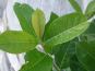 prunus rotundifolia blatt
