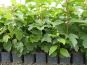 schneeball viburnum opulus im beet