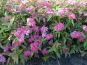 spierstrauch spiraea anthony waterer c1 beet rotesommerspiere