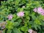 spiraea little princess rosa zwergstrauch blueten