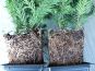 tafeleibe taxus baccata repandens c1  bewurzelung