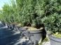 taxus baccata eibe 50 60 im beet