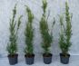 taxus media hillii c3 70 90