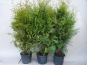 thuja brabant pflanze