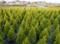 thuja smaragd beet container