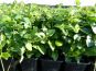 vinca major grosses immergrn im beet