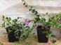 vinca minor rubra 3x