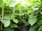 wolliger schneeball viburnum lantana im beet 