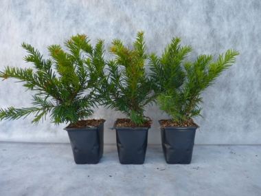 Pflanzen mit Anwachsgarantie | Taxus baccata 'Repandens' - Bodendeckereibe  | hier gnstig kaufen