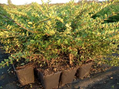 plant syringa Beauty of Moscow Lilac main image 1