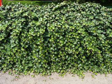 Pflanzen mit Anwachsgarantie | Hedera helix - Einheimischer Efeu, gestbt,  ab 60 - 150 cm gro | hier gnstig kaufen