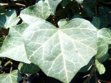 bilder efeutute Epipremnum pinnatum 