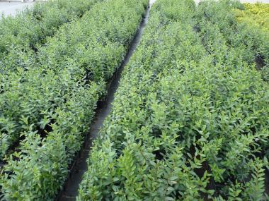 Pflanzen mit Anwachsgarantie | Ligustrum atrovirens - Liguster | hier  gnstig kaufen