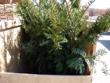 Pflanzen mit Anwachsgarantie | Taxus baccata - Eiben (Ballenware) | hier  gnstig kaufen