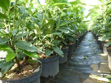 sodiroi philodendron Philodendron sodiroi main image 1