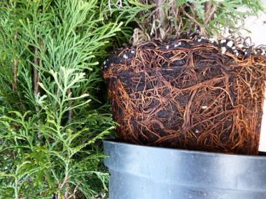 Pflanzen mit Anwachsgarantie | Thuja columna - Lebensbaum Columna | hier  gnstig kaufen