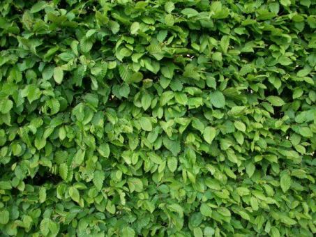 Carpinus Betulus - Hainbuchen im Container Größe 100-125cm, 3L