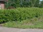 anwendung kirschloorbeer hecke1