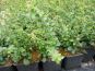 berberis buxifolia nana im beet