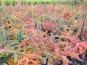 berberis thunbergii berberitze im beet herbstlaub