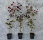 blutbuche fagus sylvatica purpurea c1 container 60 80 gestaebt