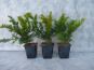 bodendeckereibe taxus baccata repandens p9 15 20cm