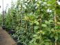 carpinus betulus im beet