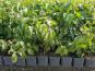 cornus sanguinea roter hartriegel im pflanzenbeet