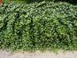 efeu hecke hedera helix rankend blatt