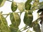 euonymus coloratus pfaffenhuetchen blatt