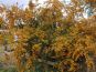 feuerdorn orange strauch herbst
