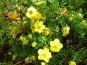 fuenffingerstrauch potentilla kobold bluete nah