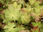 geranium spessart pflanze
