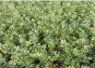 ilex glorie gem dicht an dicht
