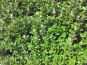 ilex laub