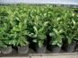 kirchlorbeer caucasica container beet