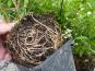 ligustrum lodense bewurzelung der topfpflanze