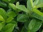 prunus laurocerasus novita belaubung