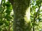 prunus padus stamm