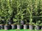 pyracantha feuerdorn 1l topf