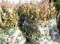 rote glanzmispel photinia red robin versandbereit