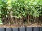 rote heckenkirsche lonicera xylosteum im topf