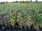 schneeball viburnum opulus im beet herbstlaub