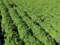 spiraea little princess rosa zwergstrauch beet