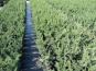 taxus baccata eiben im beet totale