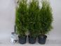 thuja smaragd 3 spaten