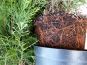 thuja wurzelballen container